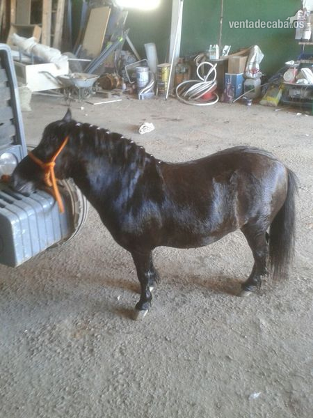 Vendo pony negro in 