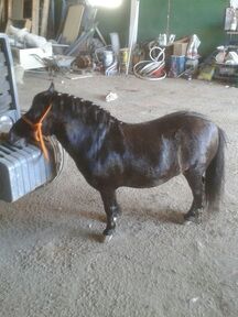 Vendo pony negro