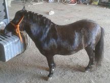 Vendo pony negro