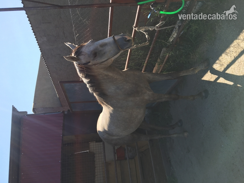 Vendo o cambio caballo  in 