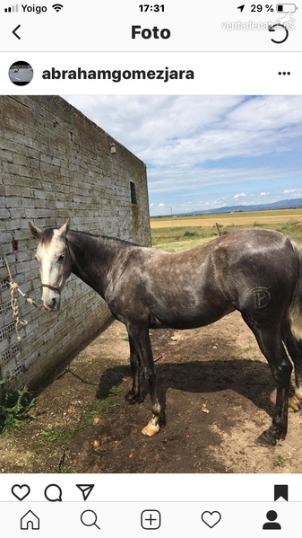  Vendo o cambio caballo 