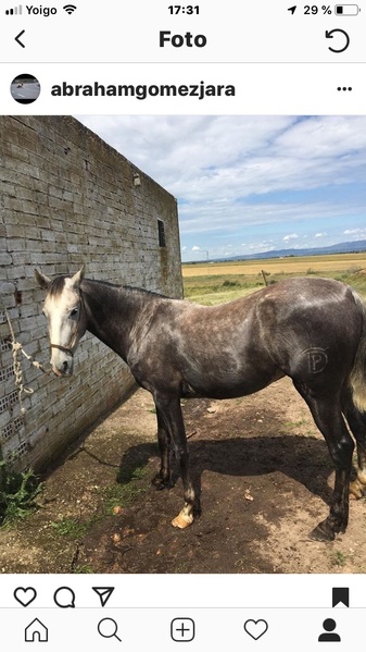  Vendo o cambio caballo 