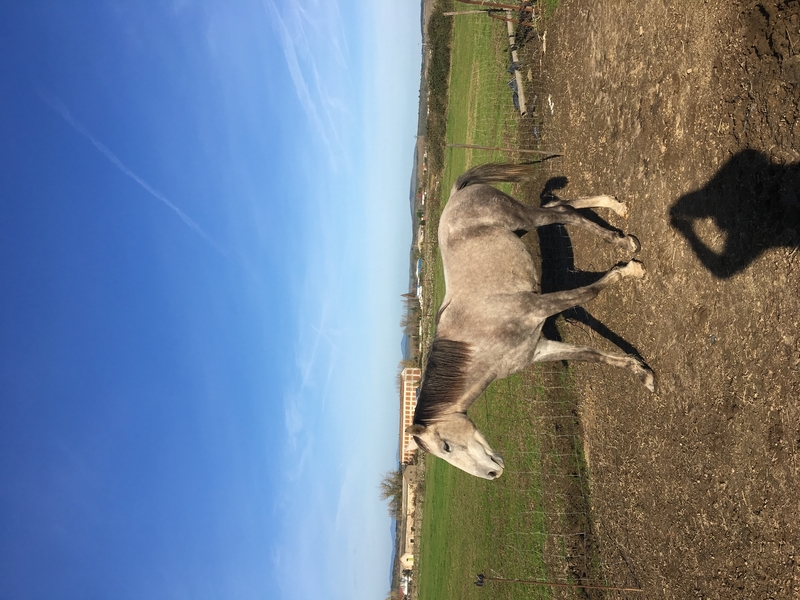 Vendo o cambio caballo  - Remolques de caballos in 