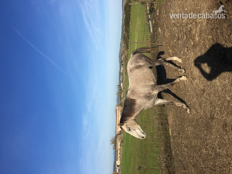 Vendo o cambio caballo  - Remolques de caballos in 