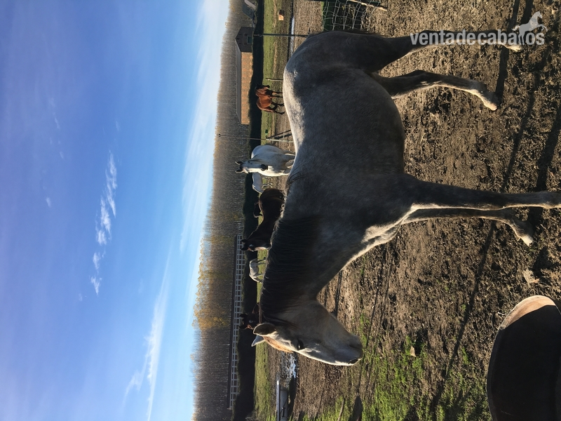 Vendo o cambio caballo  - Remolques de caballos