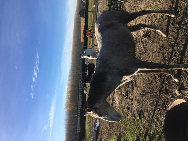 Vendo o cambio caballo  - Remolques de caballos