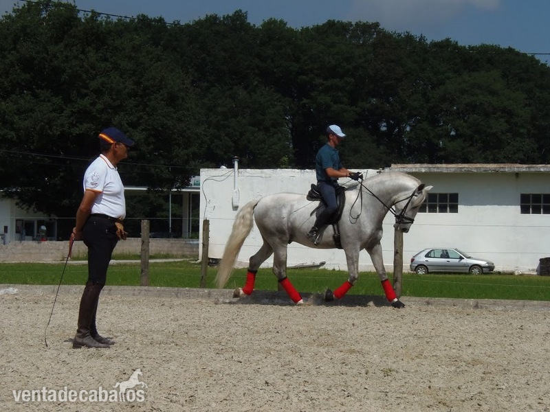Caballo PRE Aguileño Cares in 