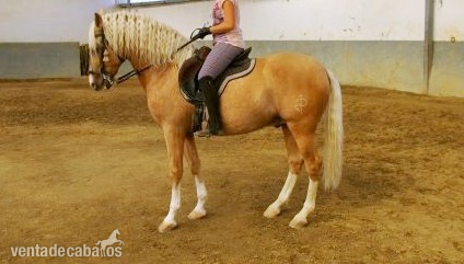 CABALLO LUSITANO PERLA  in 