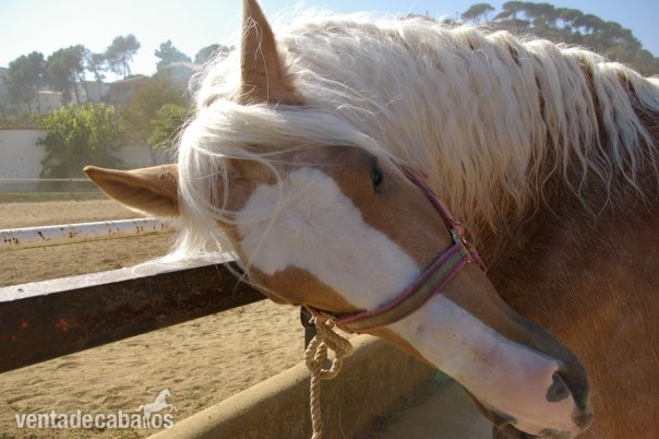 Lusitano