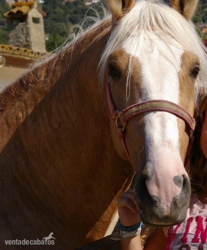 Lusitano {TYPE}