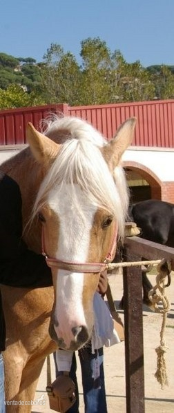 Caballos Capados Lusitano - CABALLO LUSITANO PERLA 