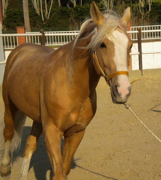 CABALLO LUSITANO PERLA  - Caballos Capados Lusitano