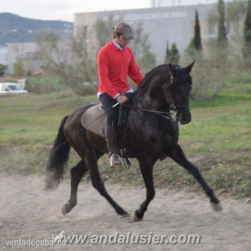 Caballo PRE entero. Movimientos espectaculares in 