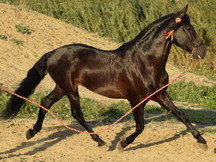 Caballo PRE entero. Movimientos espectaculares