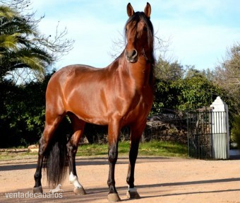 Vendo caballos nobles in 
