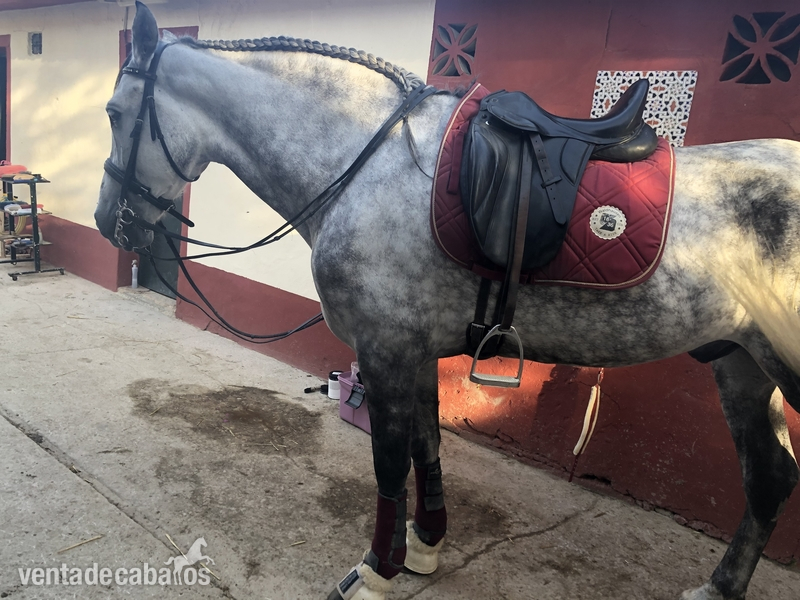 SE VENDE CABALLO PRE in 
