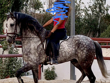 SE VENDE CABALLO PRE