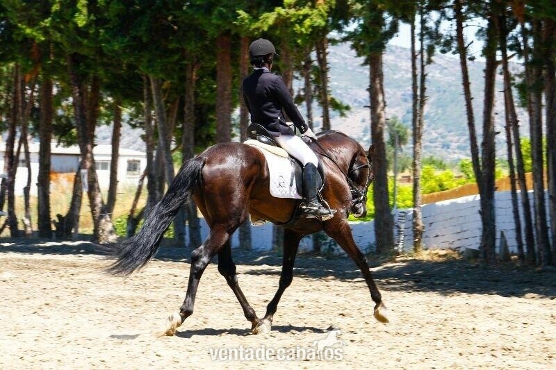 Caballo pre 8 años in 