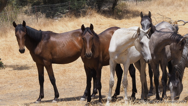 Caballos Pura Raza Española (P.R.E.) Pura Raza Española - POTROS DE UN AÑO CRIADOS EN LA DEHESA 