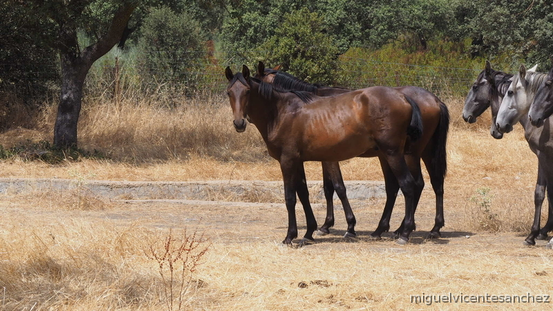 POTROS DE UN AÑO CRIADOS EN LA DEHESA  - Caballos Pura Raza Española (P.R.E.) Pura Raza Española