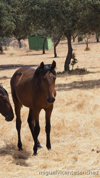 POTROS DE UN AÑO CRIADOS EN LA DEHESA  - Caballos Pura Raza Española (P.R.E.)