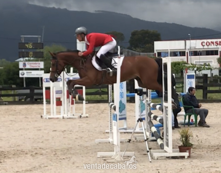 Caballo de Deporte Español (CDE)