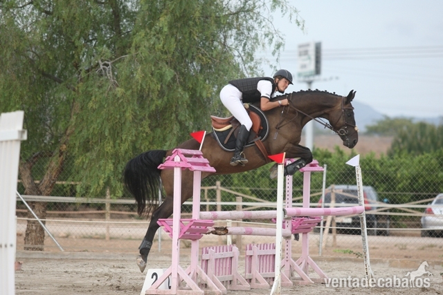Caballo de salto in 