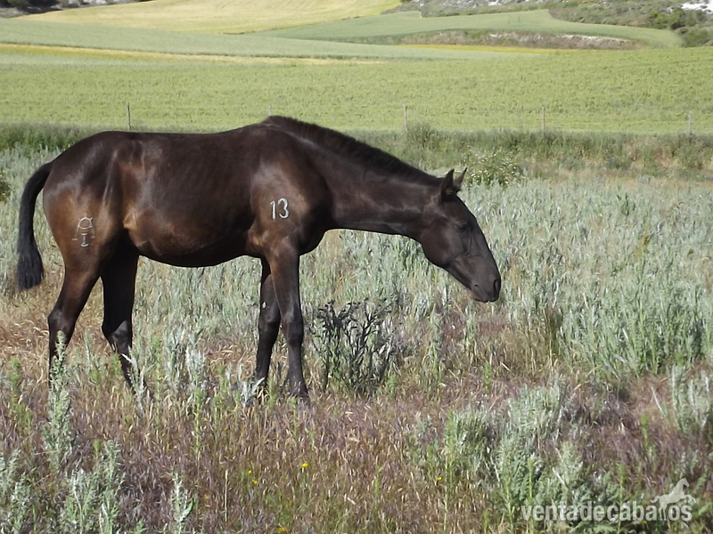Lusitano