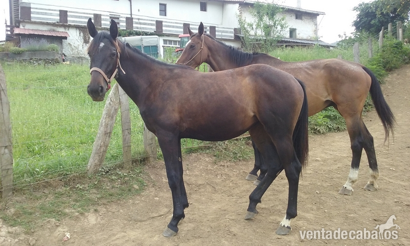 Se vende potra CDE in 