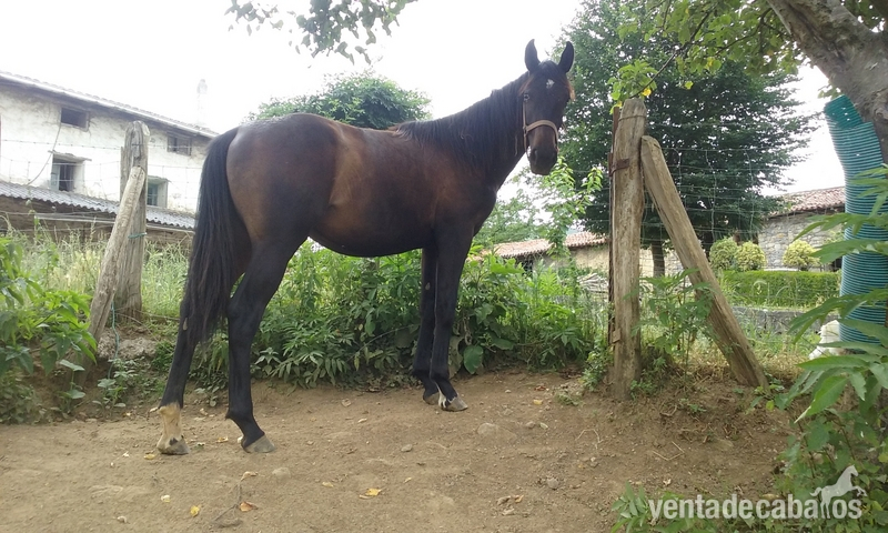Caballo de Deporte Español (CDE)