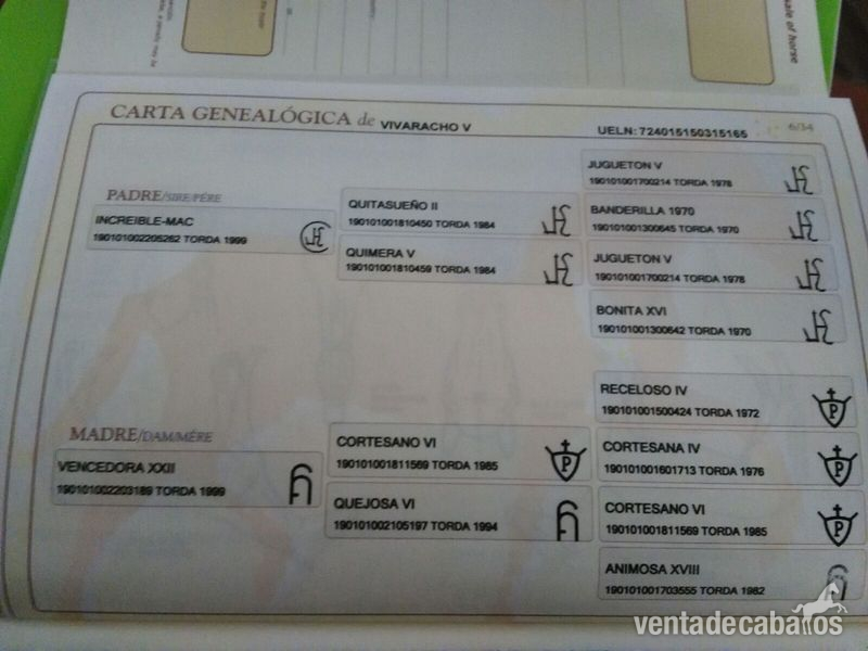 Potro de 22 meses español in 