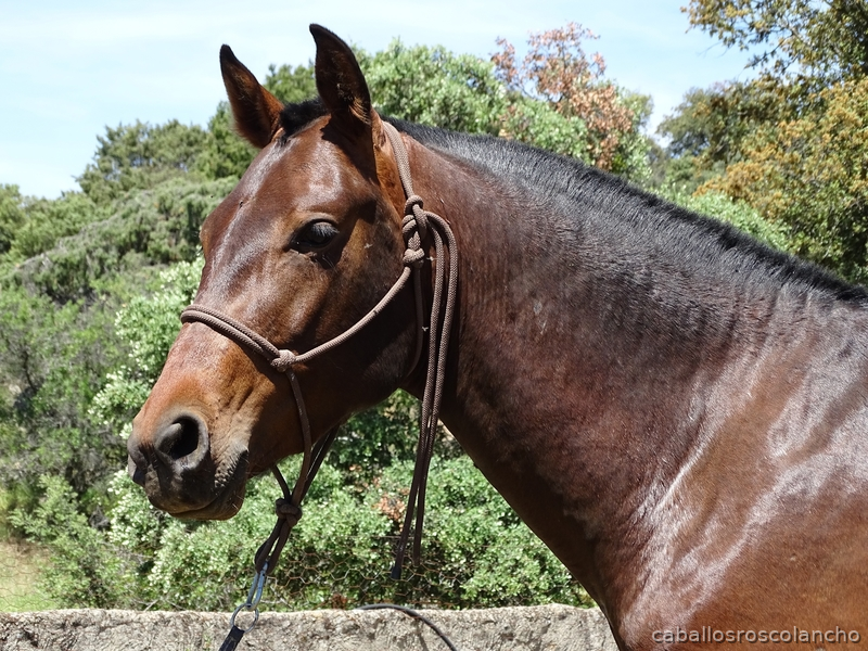 Hispano-Arabe