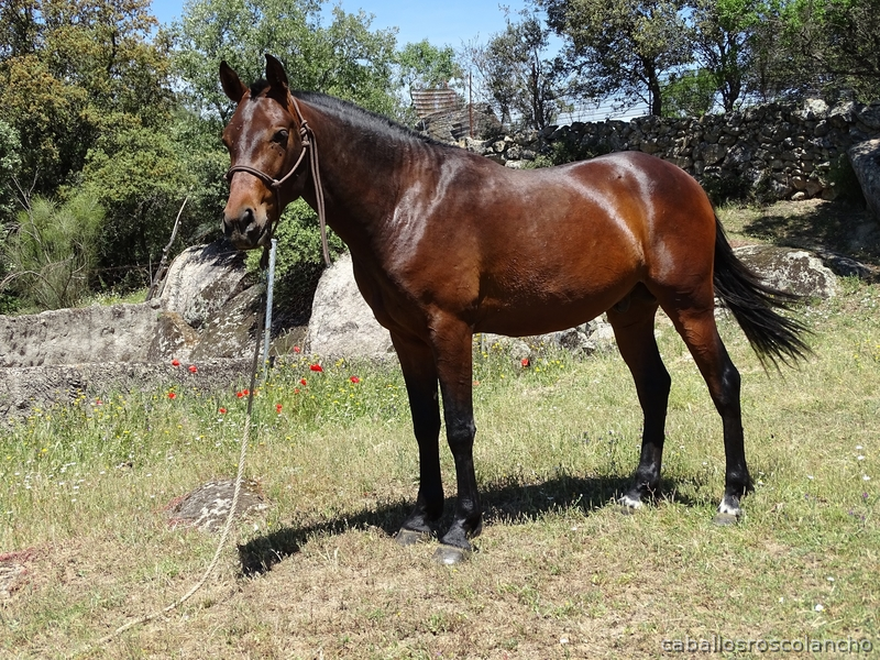 Hispano-Arabe {TYPE}