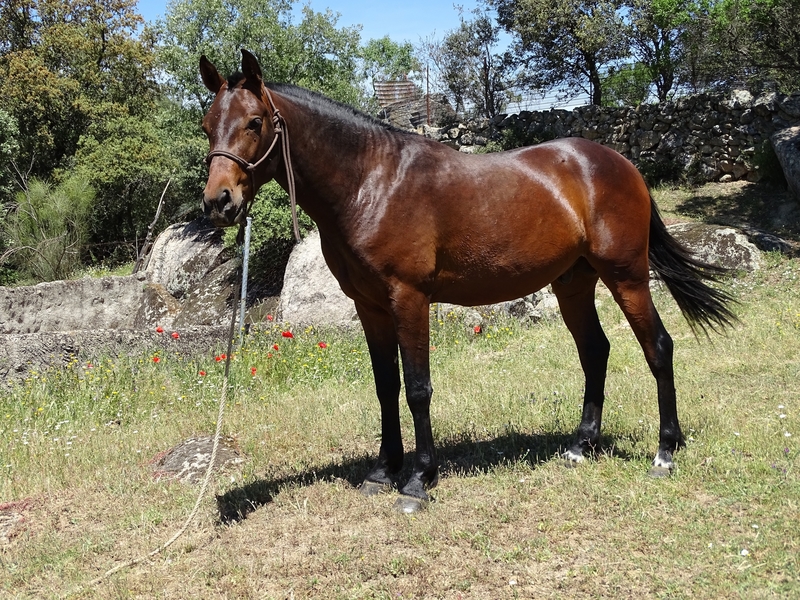 Hispano-Arabe {TYPE}