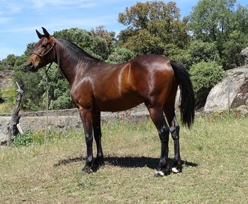 Potro 3 años 