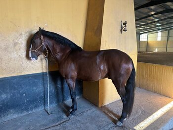 LUSITANO PURO CON DOMA