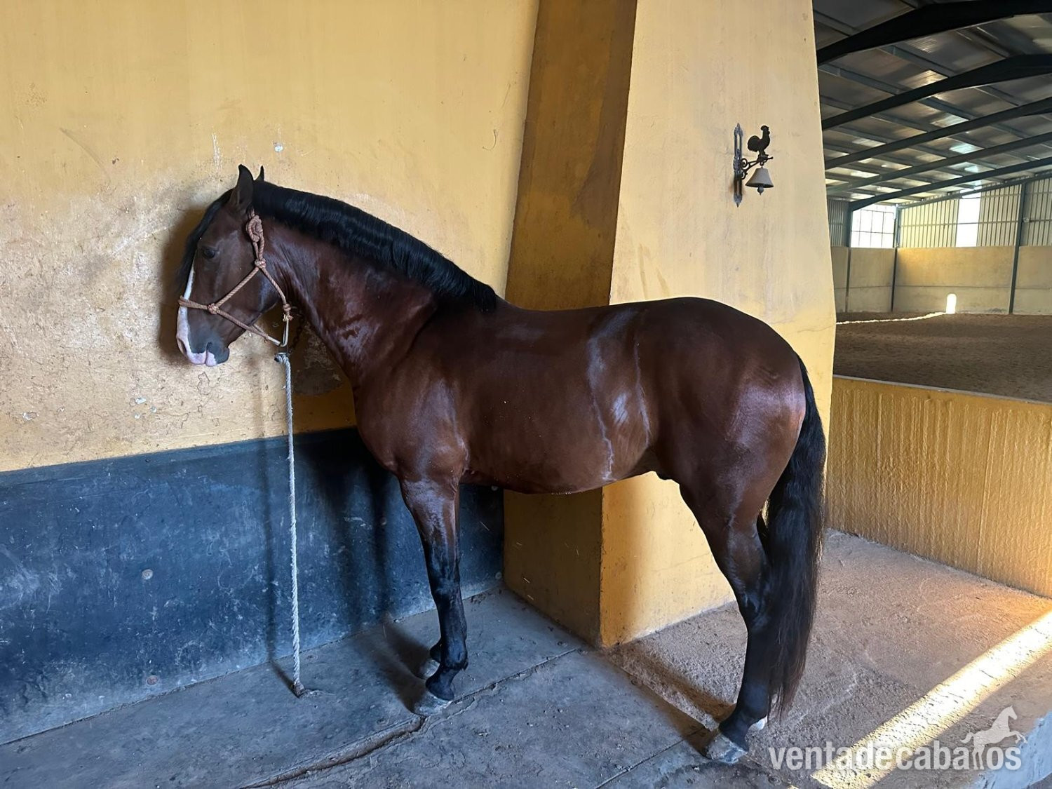 LUSITANO PURO CON DOMA in 