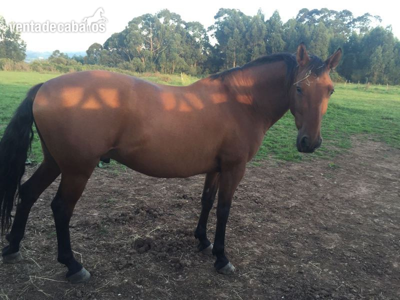 SE VENDE PRECIOSO CABALLO in 
