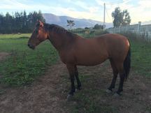SE VENDE PRECIOSO CABALLO