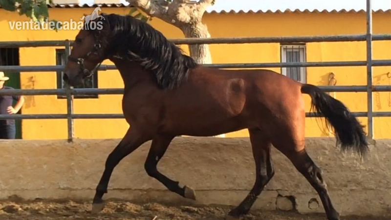 Caballos Pura Raza Española (P.R.E.) Pre - POTRO DE 3 AÑOS CASTAÑO ECONOMICO