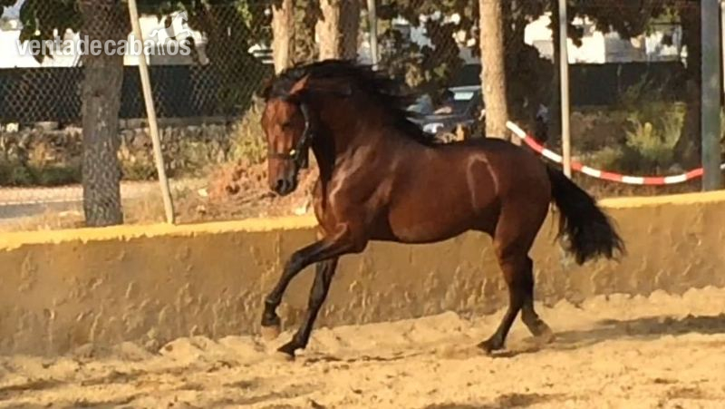 POTRO DE 3 AÑOS CASTAÑO ECONOMICO - Caballos Pura Raza Española (P.R.E.) Pre