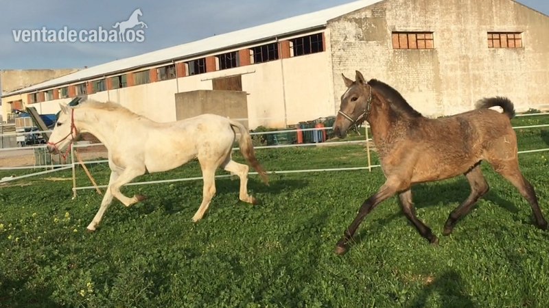 Caballos Pura Raza Española (P.R.E.) Pura Raza Española - POTRA PRE AÑOJA YEGUADA EL SOL