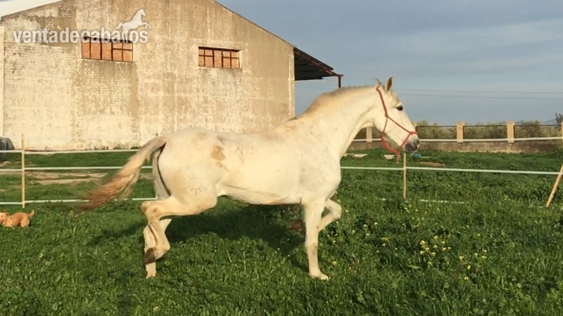 POTRA PRE AÑOJA YEGUADA EL SOL - Caballos Pura Raza Española (P.R.E.) Pura Raza Española