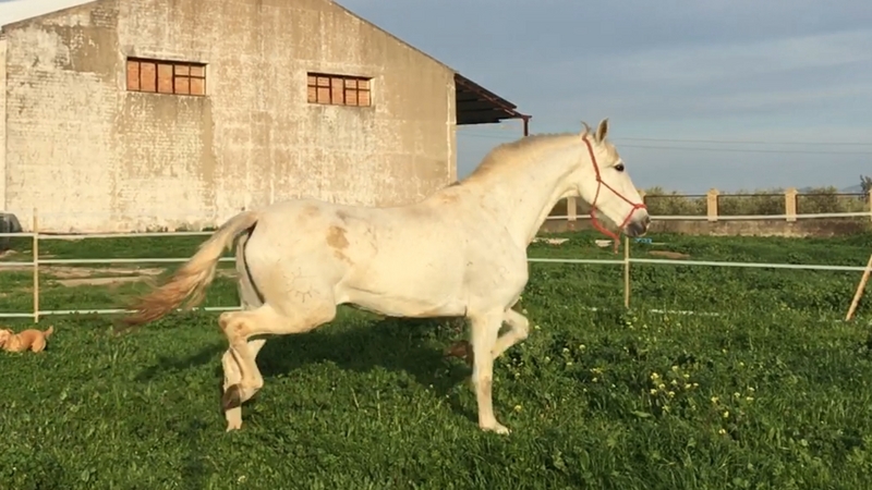 POTRA PRE AÑOJA YEGUADA EL SOL - Caballos Pura Raza Española (P.R.E.) Pura Raza Española