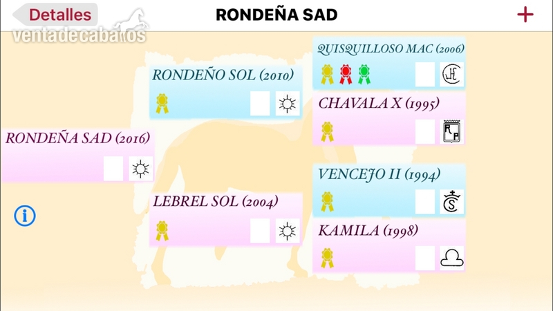 POTRA PRE AÑOJA YEGUADA EL SOL - Caballos Pura Raza Española (P.R.E.)