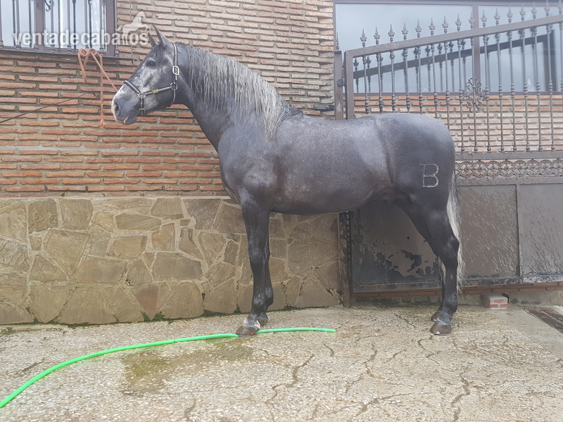 Potro PRE BOHORQUEZ  - Caballos Pura Raza Española (P.R.E.) Pura Raza Española