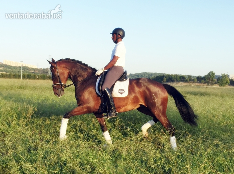 Caballo de Deporte Español (CDE)  - KWPN