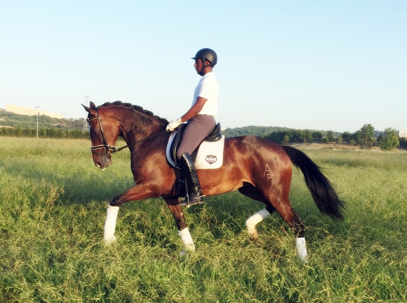 Caballo de Deporte Español (CDE)  - KWPN