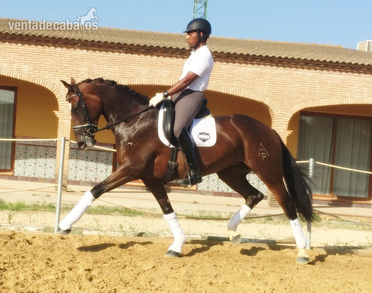 Caballo de Deporte Español (CDE)  - KWPN {TYPE}