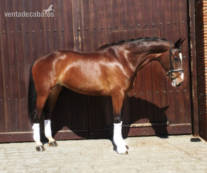 Yeguas Caballo de Deporte Español (CDE)  - KWPN - Tormenta CDE KWPN